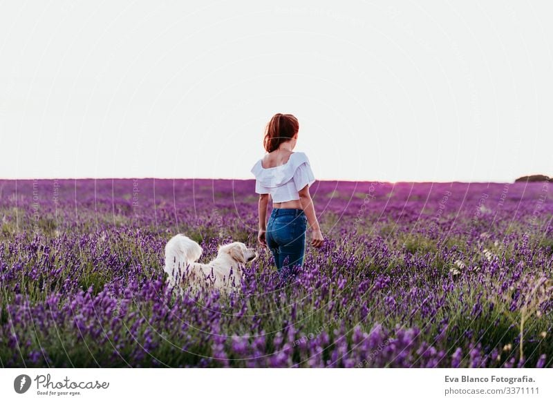 young woman walking on a purple lavender field with her golden retriever dog at sunset. Pets outdoors pet countryside lifestyle violet pink happy training