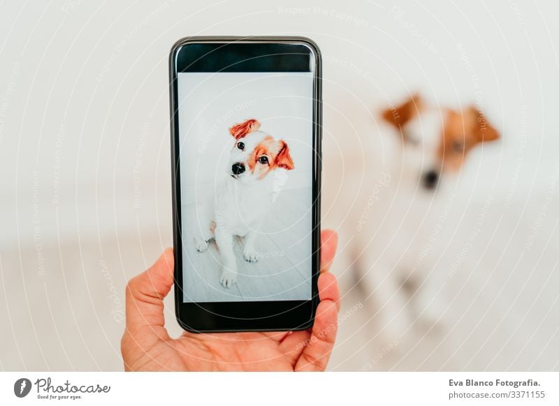 unrecognizable woman taking a picture with mobile phone of cute jack russell dog at home. Technology and pets concept hand screen device technology indoors