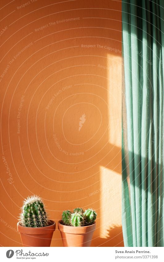 direct sun Design Summer Plant Cactus Wall (barrier) Wall (building) Curtain Flowerpot Clay pot Green Orange Interior design Living or residing Colour photo
