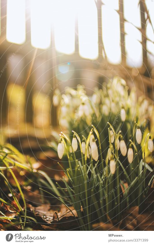 spring is coming Nature Beautiful Snowdrop Spring Garden Morning Sunrise Plant Near Garden fence Spring flower Colour photo Exterior shot