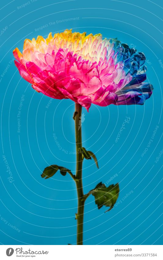 Multicolored flowers Aromatic Neutral Background Beautiful Flower Blue Chrysanthemum Colour Multicoloured Copy Space Daisy Decoration Plant Floral isolated