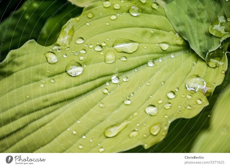 Raindrops on a green leaf Nature Animal Summer Plant flaked Foliage plant Water Glittering Reflection raindrops Colour photo Exterior shot Detail Pattern