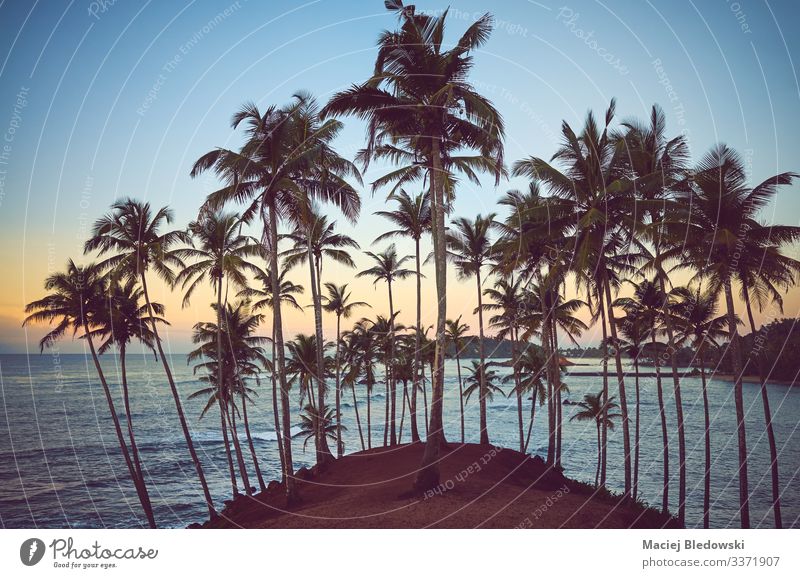 Tropical beach with coconut palm trees at sunrise. Relaxation Vacation & Travel Summer Summer vacation Beach Ocean Island Nature Landscape Sky Tree Hill Coast