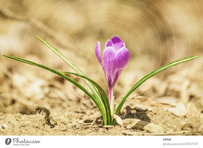 Crocus anthesis bloom blooming blossom blossom out blossoming crocus ecological ecology ecosystem environment environmental flora floral florescence flourish
