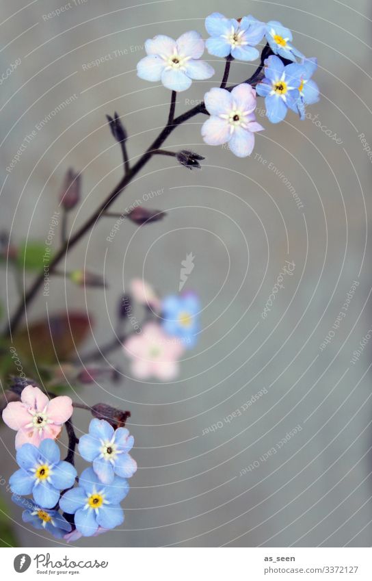 Don't forget mine Forget-me-not forget-me-not flower Spring Plant Colour photo Nature Blossoming Flower Blue Exterior shot Deserted Summer Beautiful Blur