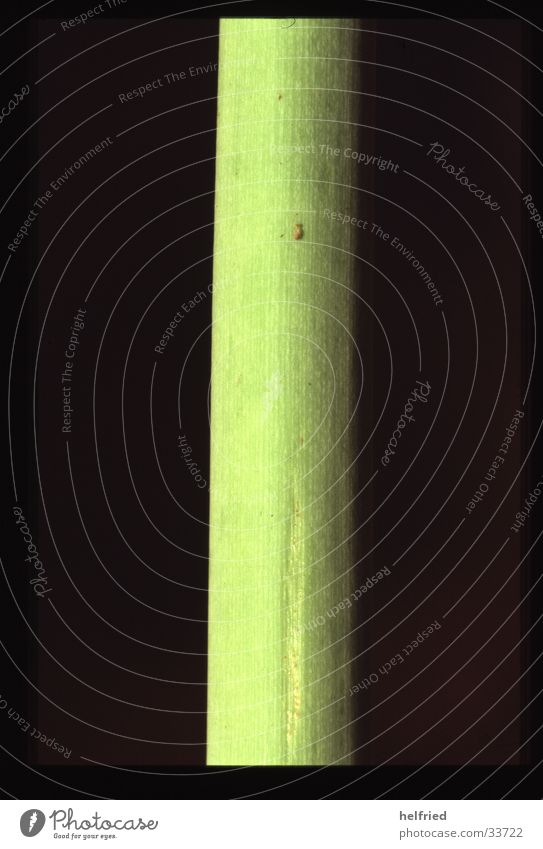 stalk stem.amaryllis Column Nature