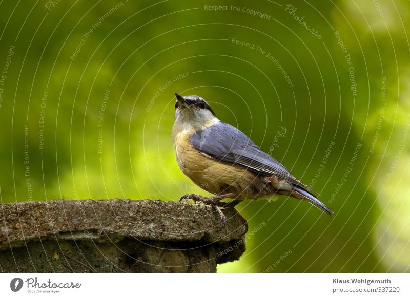 What are you still looking at? Environment Nature Animal Spring Forest Wild animal Bird Animal face Eurasian nuthatch 1 Observe Sit Blue Brown Gray Green Orange
