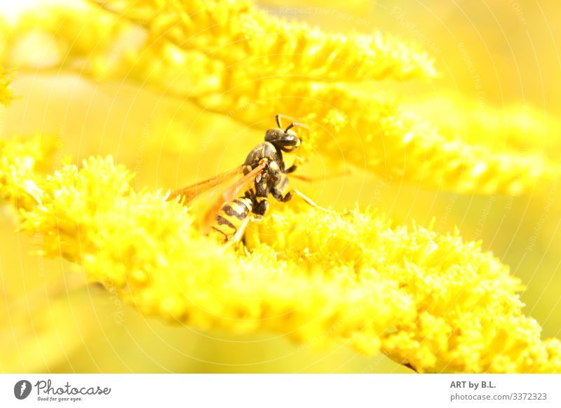 foraging Nature Sun Spring Summer Autumn Animal Wing Wasps 1 Yellow Black Exterior shot Close-up Detail Macro (Extreme close-up) Morning Day Blur