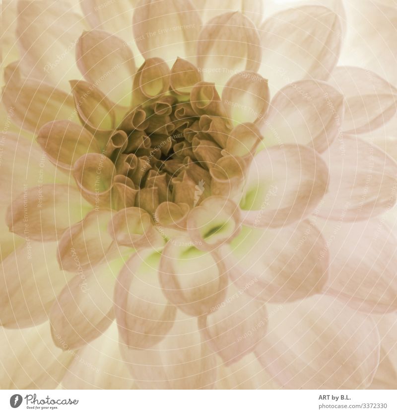 dahlia Nature Plant Spring Summer Autumn Touch Blossoming Fragrance Faded Yellow Gray Green Colour photo Subdued colour Exterior shot Close-up