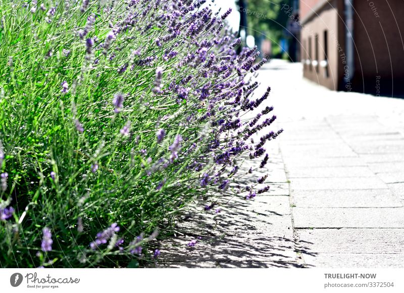 The lavender bush, after being planted right next to the main street, thought "city air makes you free" and began to unfold unrestrained - to the delight of bees, bumblebees, butterflies and other insects