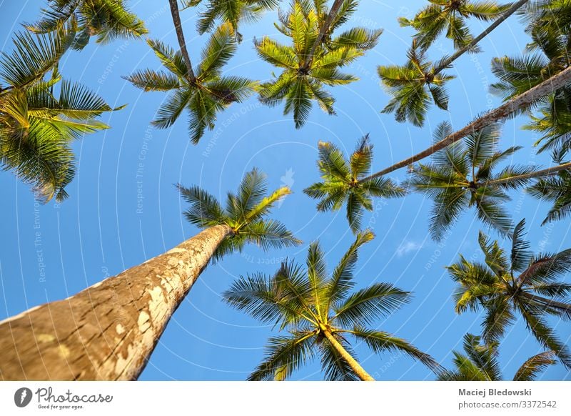 Looking up at coconut palm trees. Exotic Vacation & Travel Tourism Trip Adventure Expedition Summer Summer vacation Island Nature Plant Sky Tree Leaf Wild plant