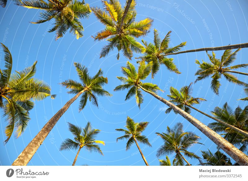 Looking up at coconut palm trees. Exotic Vacation & Travel Tourism Trip Adventure Expedition Summer Summer vacation Island Nature Plant Sky Tree Leaf Blue Green