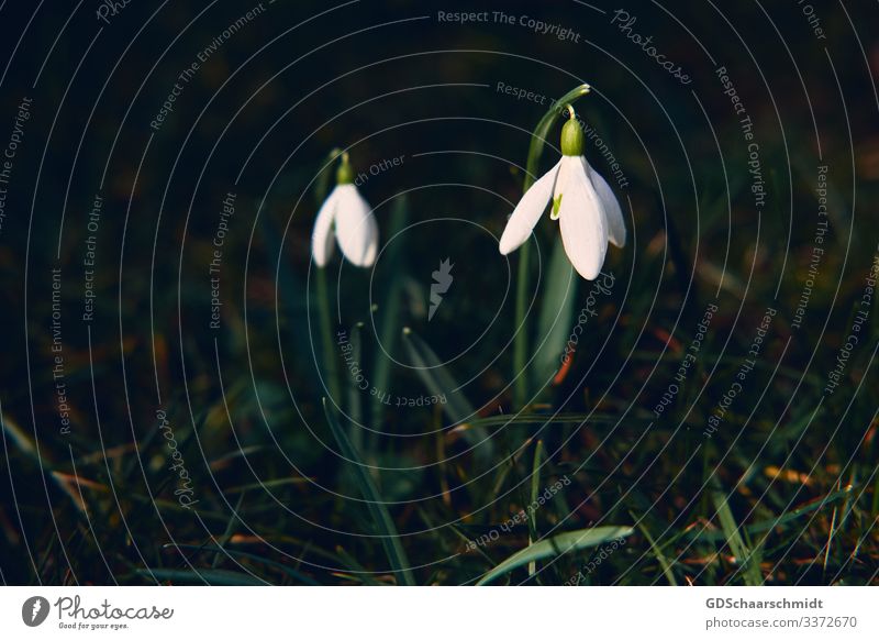 snowdrops Environment Nature Plant Spring Climate Flower Grass Garden Growth Happiness Green White Spring fever Anticipation Power Beginning Poverty Esthetic
