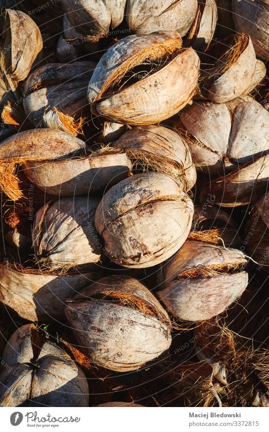 Picture of dried coconut husks. Fruit Exotic Plant Agricultural crop Wild plant Old Natural Brown Coconut Fiber coir agriculture dry Tropical Shell Heap