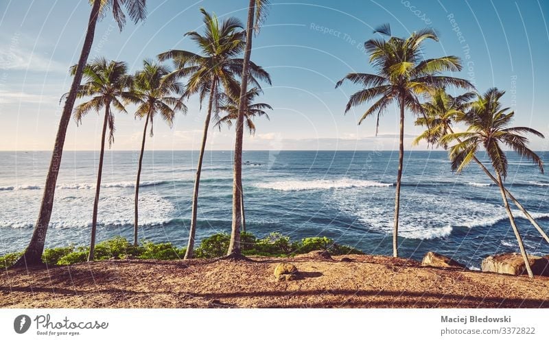 Tropical beach with coconut palm trees at sunrise. Exotic Vacation & Travel Tourism Trip Adventure Freedom Summer Summer vacation Sunbathing Beach Ocean Island