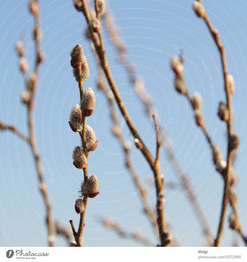 Close-up of twigs with willow catkin in front of a blue sky Environment Nature Plant Cloudless sky Spring Beautiful weather Catkin Willow tree Twig Bud