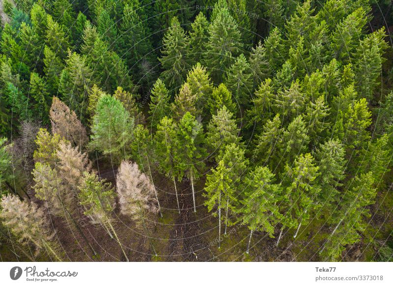 #Needle forest from above Winter Environment Nature Landscape Plant Forest Esthetic Coniferous forest Forest walk Colour photo Exterior shot