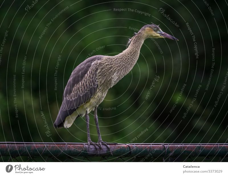 A heron stands on the fence and looks curiously Nature fauna Animal Wild animal Bird Heron Stand Observe Fence Metal Plant leaves Day daylight Green Brown