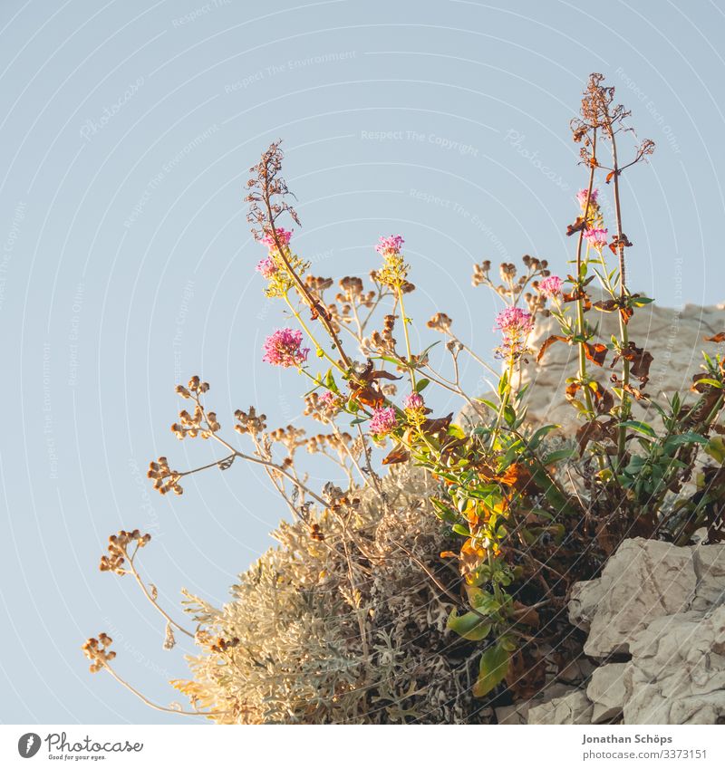 warmly lit wild flowers in front of a blue sky Back-light Sunbeam Contrast Shadow Light Day Deserted Exterior shot Colour photo Adventure Hiking