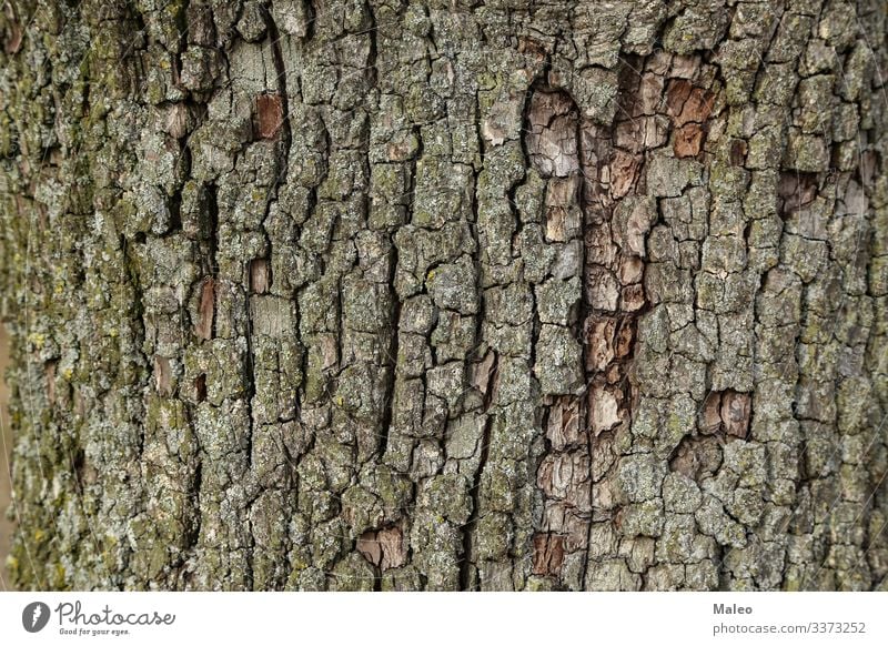 Pear bark Background picture Tree bark Nature Wood Brown Green Pattern Close-up Natural Plant Abstract Forest Old Exterior shot Surface Structures and shapes