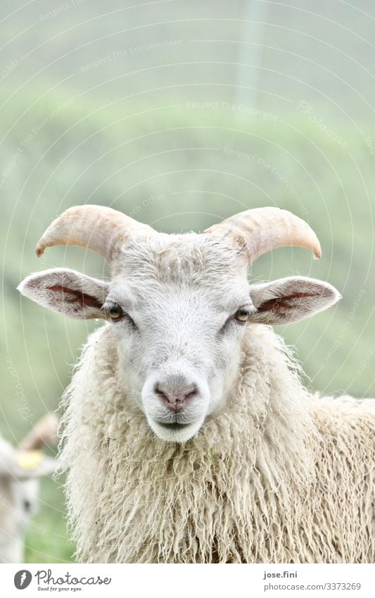 white sheep in front of green meadow in the fog Animal Sheep White Green Livestock Cattle market Livestock breeding Farm animal Nature Animal portrait Curly