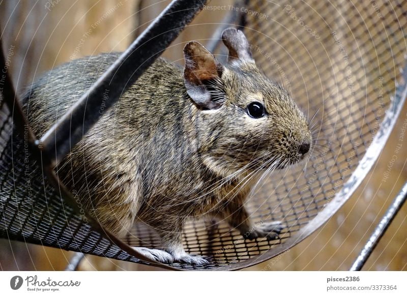 Degu sitting in wheel degu Looking octodon degus mammal rodent bead Chile pet cage hair cute little nose brown advice sweet ear head domestic hairy furry paws