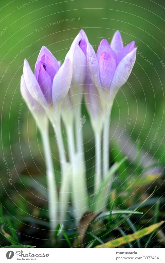..always nice and straight Environment Nature Plant Spring Flower Grass Leaf Foliage plant Wild plant Crocus Thin Authentic Simple Fresh Tall Small Near Natural