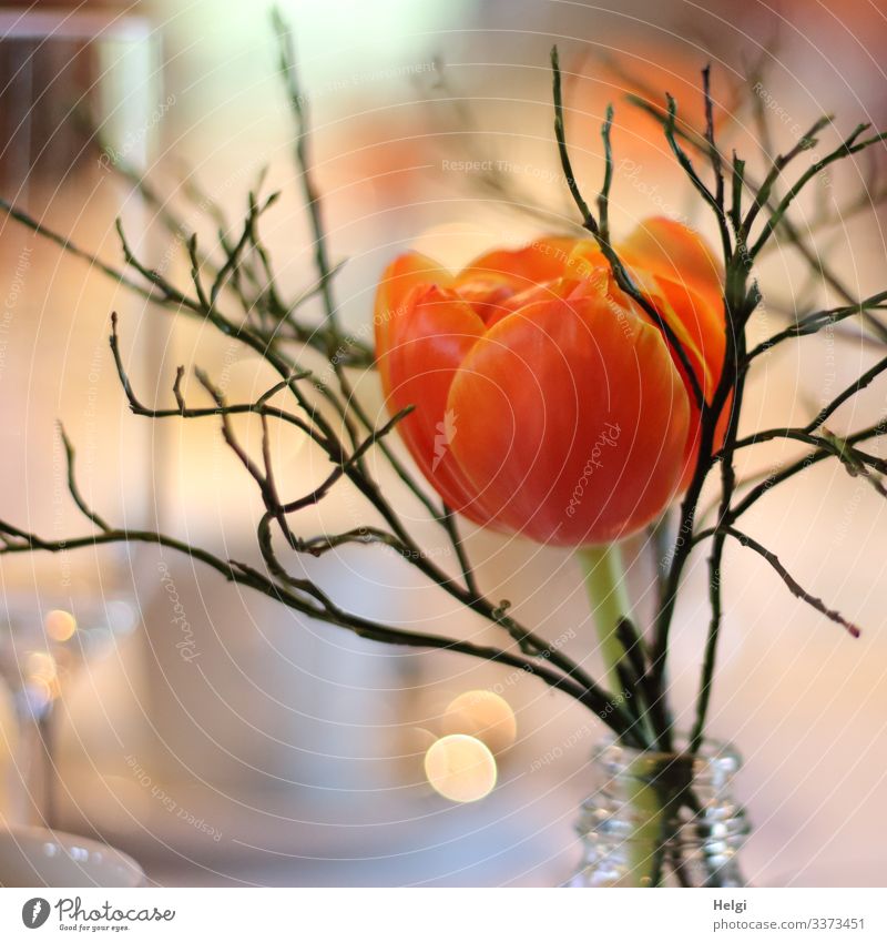 Tulip blossom orange with twig in a vase Feasts & Celebrations Flower Blossom Decoration Vase Table decoration Glittering Stand Esthetic Beautiful Uniqueness