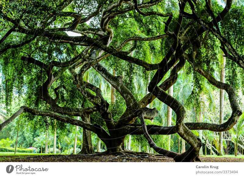 A tree of confusion, ramification, power and strength Life Harmonious Relaxation Meditation Spa Environment Nature Elements Earth Climate Tree Exotic