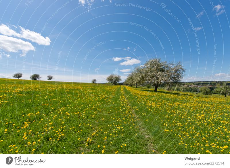 May Day Fragrance Easter Environment Nature Landscape Plant Sky Beautiful weather Tree Meadow Field Hiking Happiness Fresh Healthy Blue Yellow Green Spring