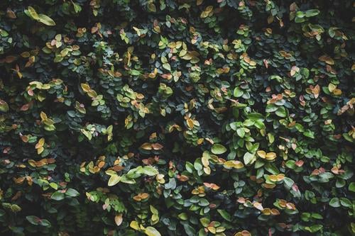 Leaves of a garden hedge Beautiful Life Calm Garden Environment Nature Plant Bushes Leaf Park Growth Simple Fresh Natural Green Colour bush Hedge