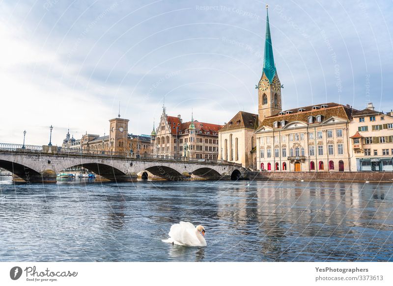Zurich cityscape with a swan on the river Limmat in Switzerland Vacation & Travel Tourism Sightseeing City trip Summer Winter Culture Landscape