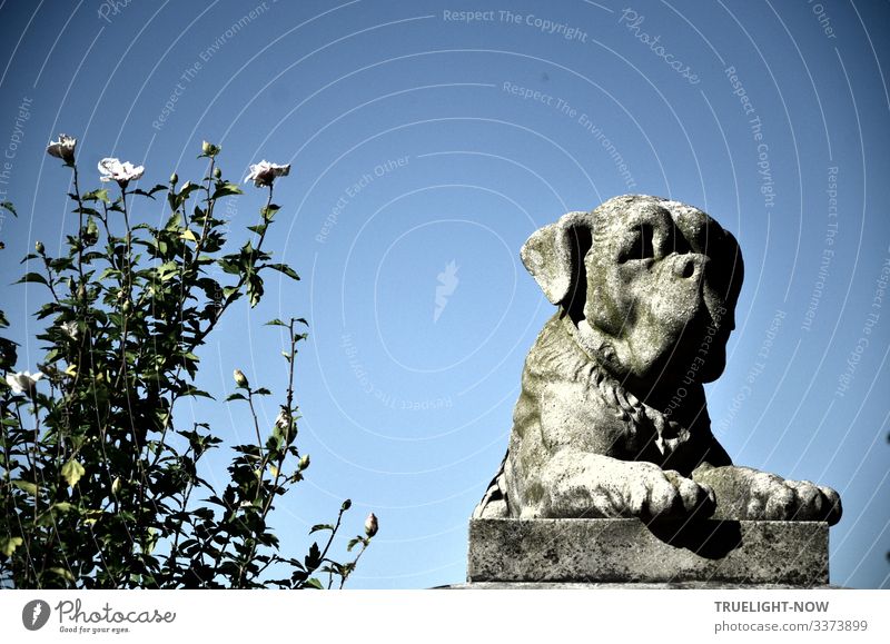 A grim Rottweiler dog made of grey cast stone watches on a concrete pedestal next to a white flowering rose marshmallow bush and the contrast between the two objects glowing in the sunlight against a cloudless blue sky could hardly be greater