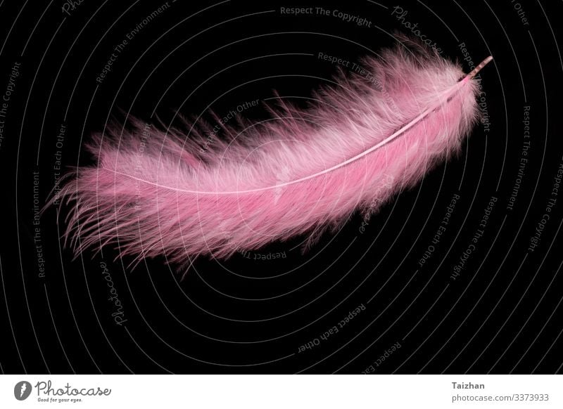 Beautiful pink feather on black background Design Decoration Art Animal Bird Drop Glittering Bright Modern Blue Gray Pink Black White Colour Advertising Feather