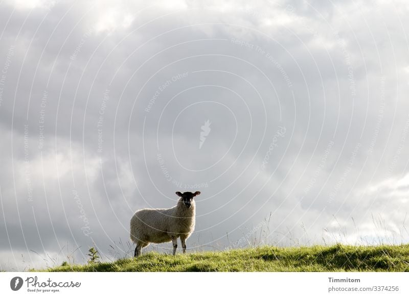 Watchful sheep checks the situation Sheep Willow tree Grass Hill Overview vigilantly Sky Clouds Exterior shot Yorkshire Great Britain