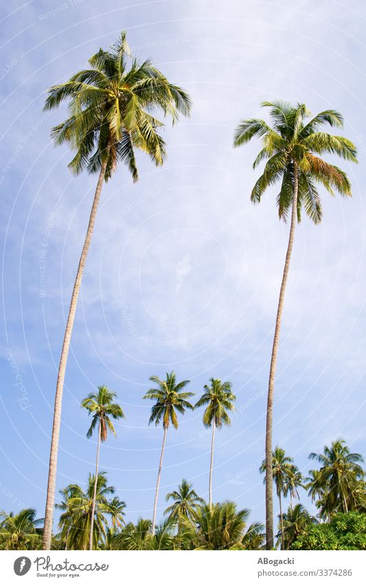 Coconut Palm Trees Grove Exotic Vacation & Travel Summer Environment Nature Landscape Plant Sky Leaf Forest Green Idyll Height palm Palm tree Tropical bush