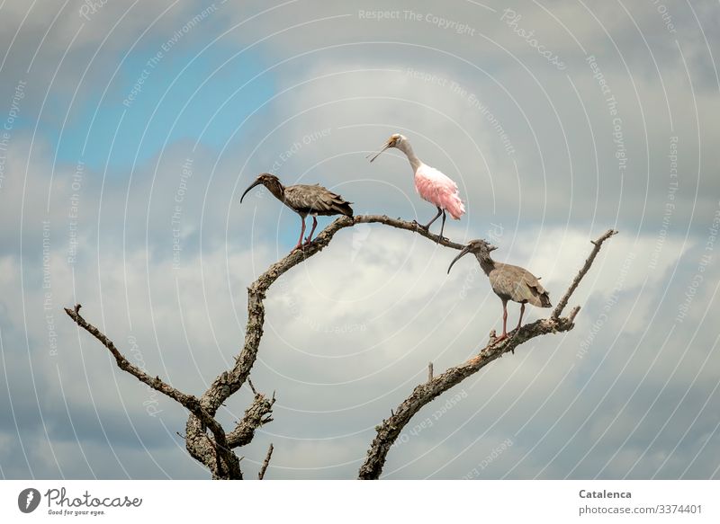 Three watchful ibis birds stand on branches of dead willows, dark rain clouds rise in the sky Ibis animals fauna Branch Shriveled Sky Clouds Bad weather Wild