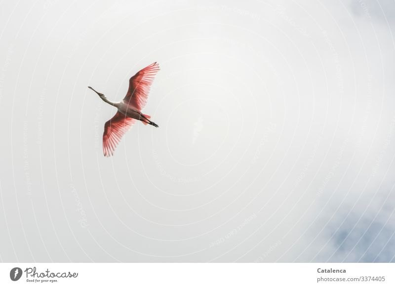 Lightness | when you are pink and can fly Nature fauna Animal Bird White spoonbill Flying Ibis Bird Sky Day Tsgeslicht Pink Gray Clouds