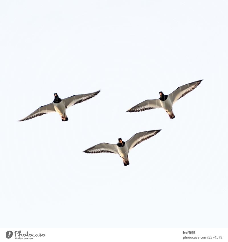 three oystercatchers from below Nature Sky Beautiful weather Coast Oyster catcher 3 Animal Observe Movement Flying Scream Authentic Elegant Fresh Maritime