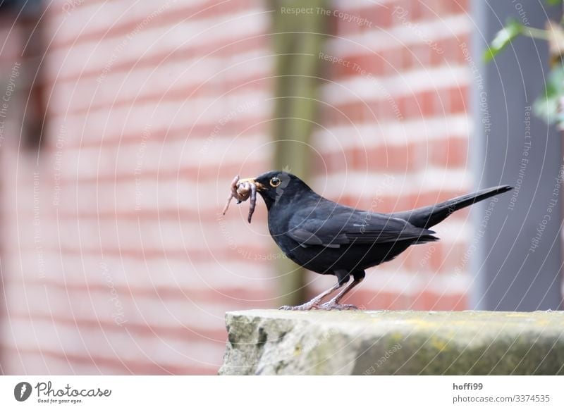 Blackbird with prey of earthworms in the city shallow depth Nature hunting instinct Animals in the city Struggle for survival Feed Worms Prey Hunt for prey Bird