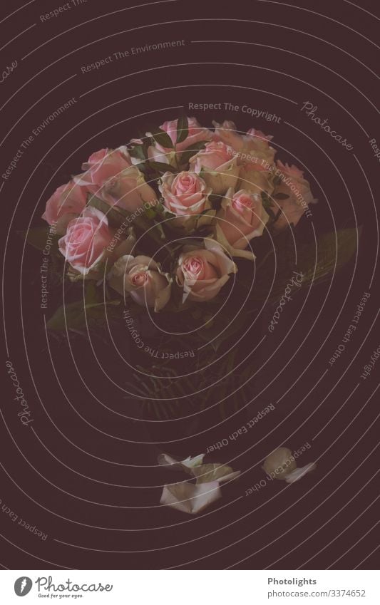 bouquet of roses Relaxation Calm Fragrance Decoration Nature Plant Flower Rose Leaf Blossom Blossoming To fall Illuminate Faded Esthetic Beautiful Gray Green