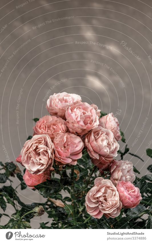 Pink antique roses in the urban garden pink green dusty pink pastel old flower flowers retro gardening nature bloom blooming blossom blossoming summer petals