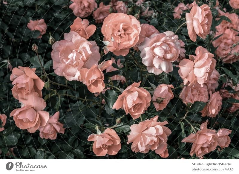 Pastel pink roses in the garden dusty pink pastel antique old flower flowers retro vintage gardening urban nature bloom blooming blossom blossoming summer