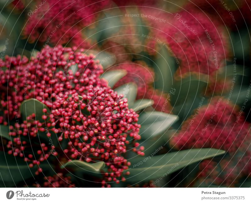 Pinkish Garden Environment Nature Plant Spring Bushes Leaf Blossom Blossoming Discover Natural Green Red Growth Blur Bud Love of nature Colour photo