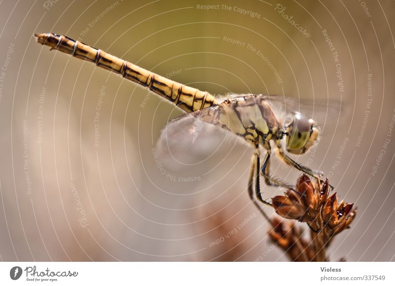 Acrobat - beautiful! Animal Dragonfly common dragonfly Esthetic Natural Flying insect hide Colour photo Exterior shot Close-up Macro (Extreme close-up)