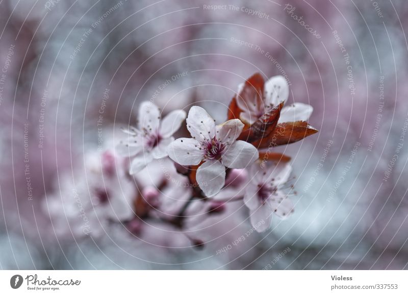 HAPPY BIRTHDAY PHOTOCASE / Decorative cherry Shallow depth of field Isolated Image Macro (Extreme close-up) grannenkirsche Stamp Colour photo Oriental Cherry