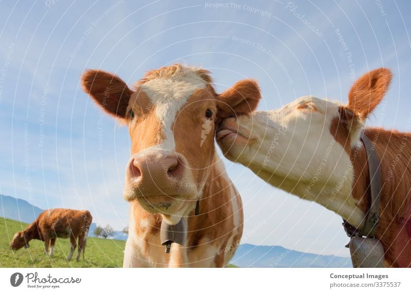 A cow giving affection to another - a Royalty Free Stock Photo from  Photocase