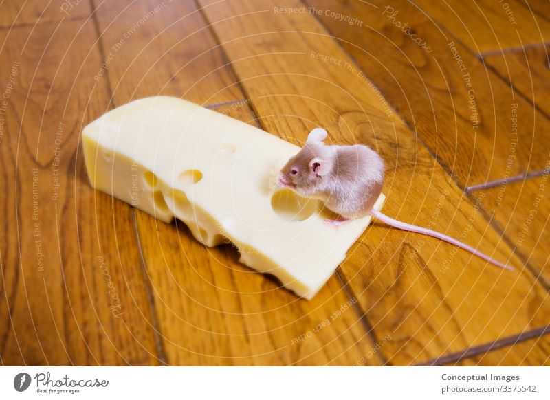 A mouse feeding on a piece of cheese Pet Mouse 1 Animal Success Animal themes Excess Food and drink Humour Luck One animal On top of Pests Satisfaction