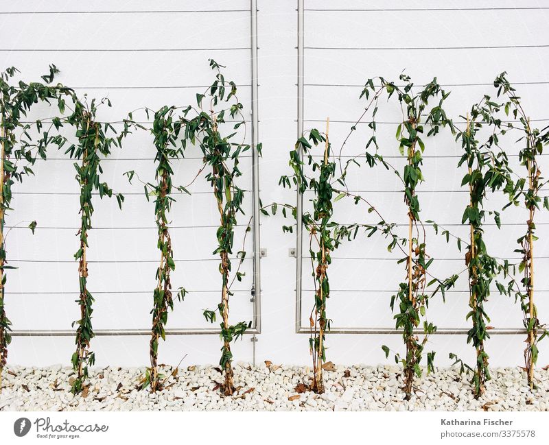 growth Nature Spring Summer Autumn Winter Plant Wall (barrier) Wall (building) Facade Stone Growth Green White leaves Tendril Row Symmetry Colour photo