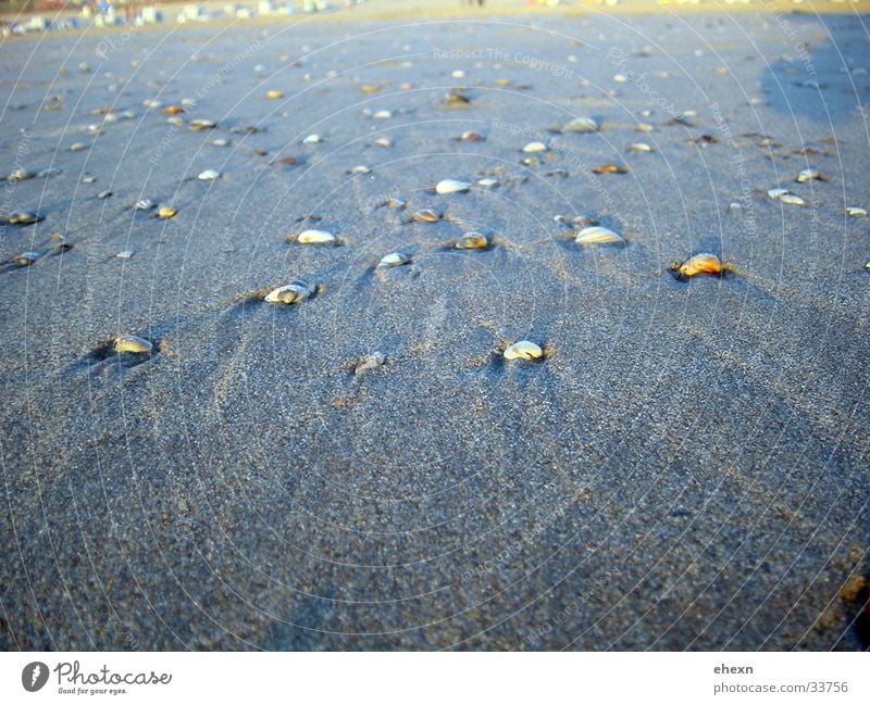 seashells Sandy beach Mussel Ocean Beach Netherlands Water Nature North Sea